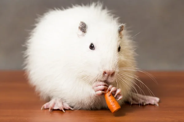 White nutria eats a carrot — Stock Photo, Image