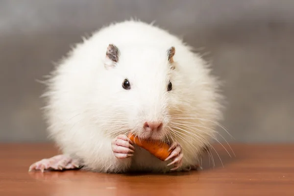 White nutria eats a carrot — Stock Photo, Image