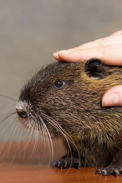 Ragazza accarezzando una nutria nera, coypu - primo piano — Foto Stock