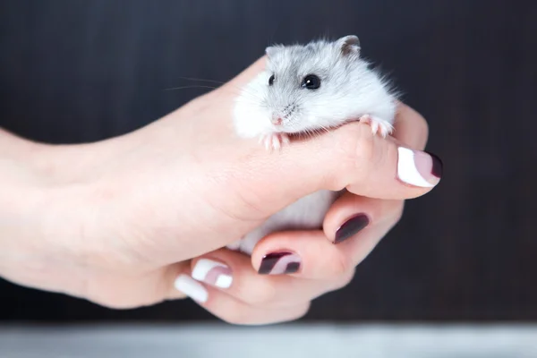 Vacker dvärg hamster i kvinna händer — Stockfoto