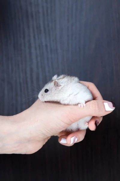 Beautiful dwarf hamster in woman hands — Stock Photo, Image