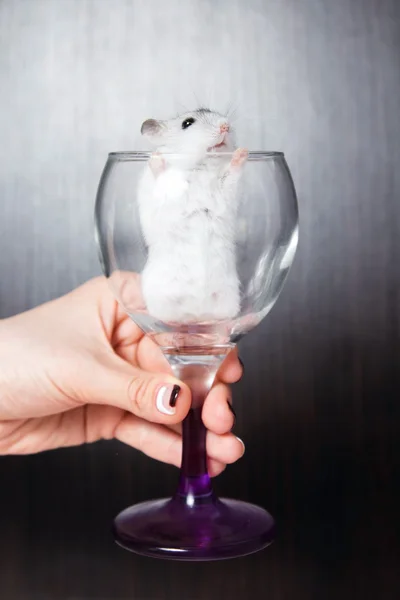 Dwerg hamster in een vrouw wijnglas — Stockfoto