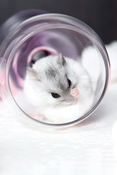 Portret van de hamster wassen in het glas — Stockfoto