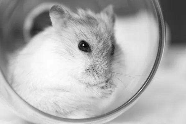 Retrato en blanco y negro del hámster lavador —  Fotos de Stock