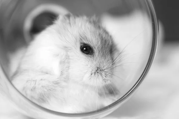 Černobílý portrét trpaslík křečka ve sklenici — Stock fotografie