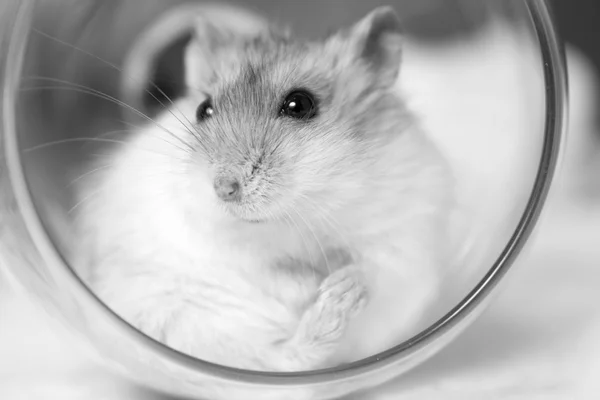 Black-and-white portrait of a dwarf hamster in a glass — Stock Photo, Image