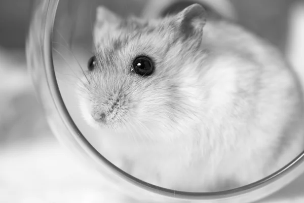 在玻璃中的侏儒仓鼠的黑白肖像 — 图库照片