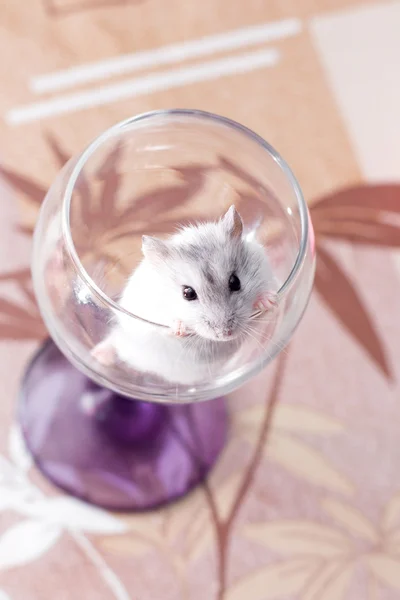 Tiny Jungar hamster i ett genomskinligt glas — Stockfoto