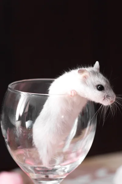 Kleine Djungarian hamster in een transparant glas — Stockfoto