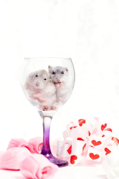 Une paire de hamster nain dans un verre — Photo