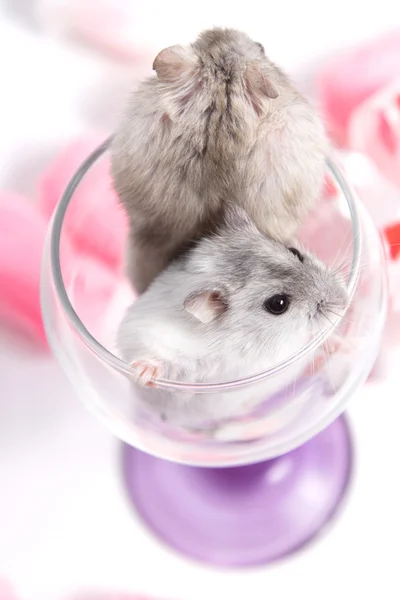 Een paar van dwerg hamster in een glas — Stockfoto