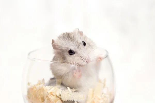 Hamster nain dans un verre avec copeaux de bois — Photo