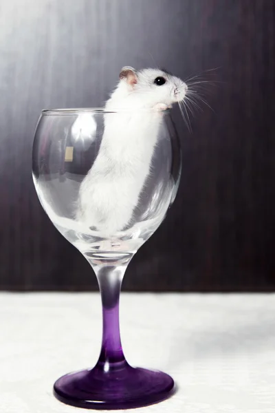 Kleine hamster gluren uit een wijnglas — Stockfoto