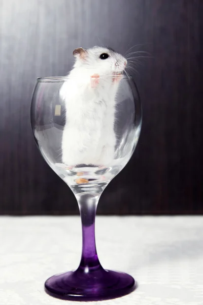 Piccolo criceto sbirciando da un bicchiere di vino — Foto Stock