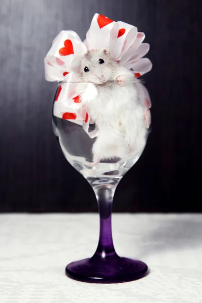 Malý křeček ve skle zdobené mašlí — Stock fotografie