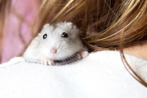 Kleine Jungar hamster op de schouder van een vrouw — Stockfoto