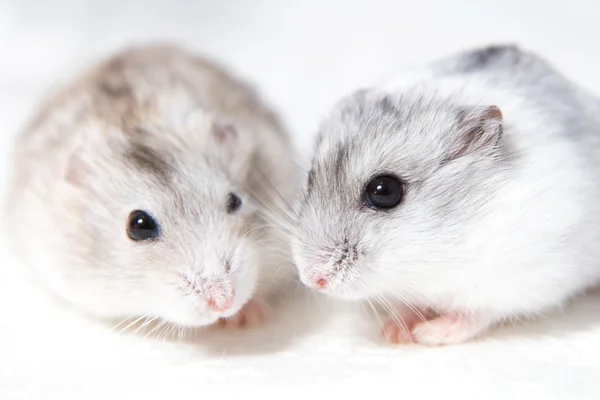 Deux petits hamsters sur une table — Photo