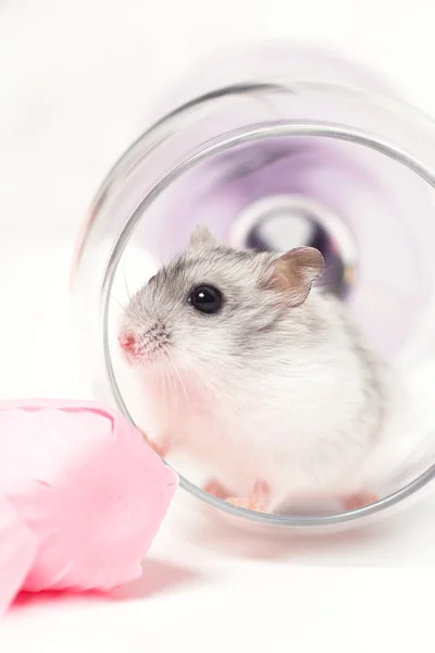 Jungar hamster in een transparant glas — Stockfoto