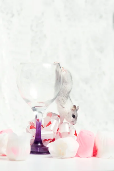 Jungar hamster trepar en una mesa de vidrio — Foto de Stock