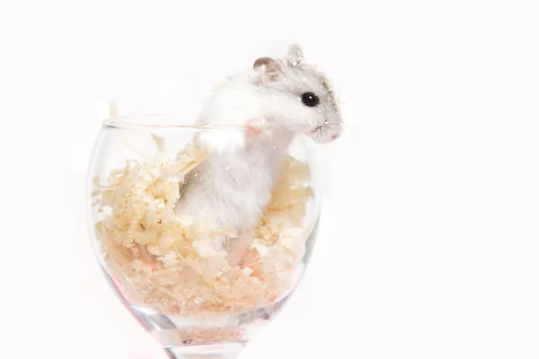 Hamster Jungar em um copo transparente — Fotografia de Stock