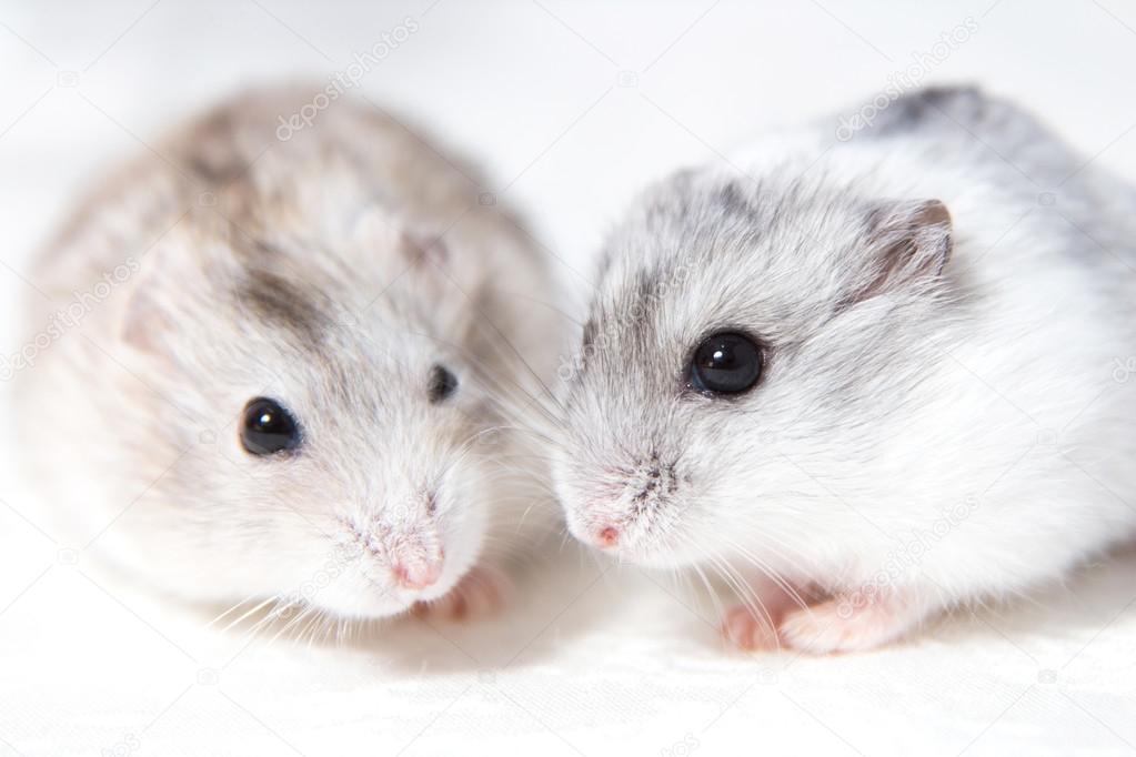 two little hamsters on a table