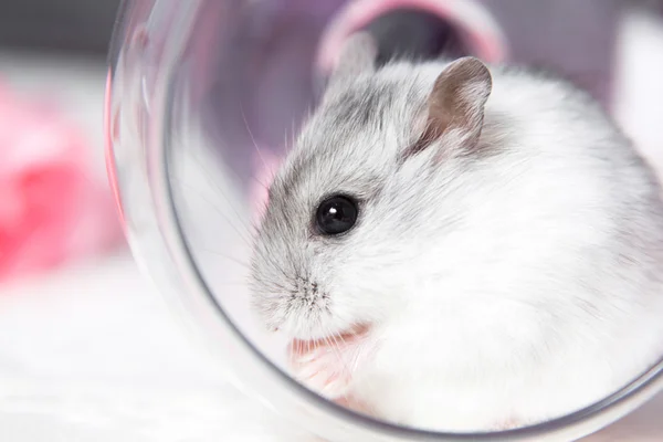 Pequeno hamster sentado nas lavagens de vidro — Fotografia de Stock