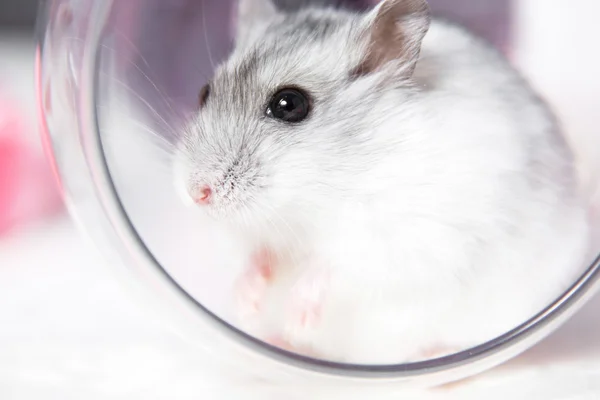 Man holding a tiny, beautiful hamster Stock Photo by ©fantom_rd 100965504