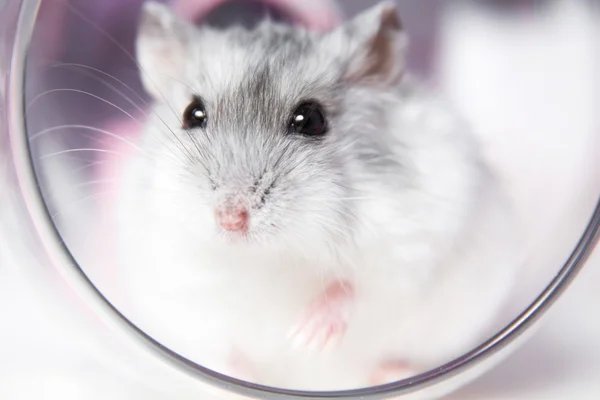 Kleine hamster zitten in een glas — Stockfoto