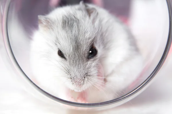Kleine hamster zitten in het glas wast — Stockfoto