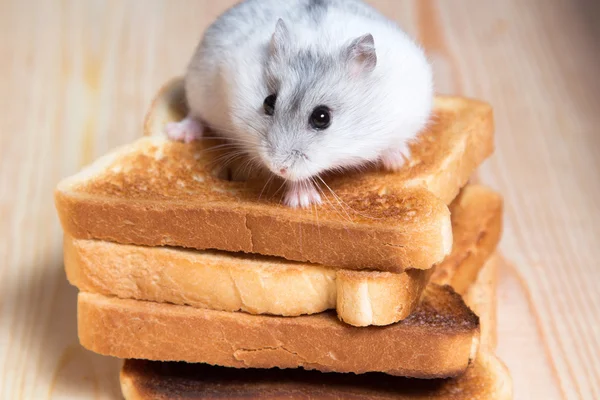 Jungar hamster on a small bread toasts — Stock Photo, Image