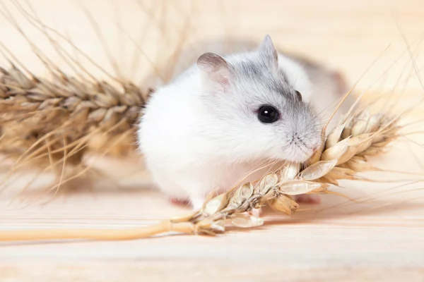 Pequeno hamster Jungar em uma mesa com espiguetas de cevada — Fotografia de Stock