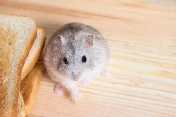 Small Jungar hamster near the bread toasts — Stock Photo, Image