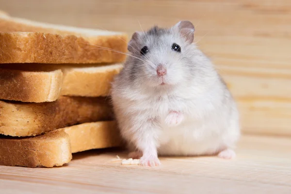 ekmek tost yanında küçük Çungar hamster