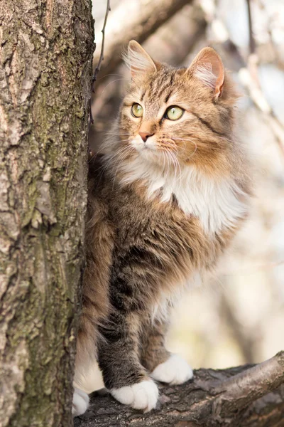 Kırmızı kedi bir ağaç üzerinde — Stok fotoğraf