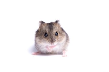 Yalıtılmış bir arka plan üzerinde küçük bir hamster portresi