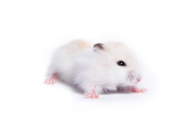 Yalıtılmış bir arka plan üzerinde küçük bir hamster portresi
