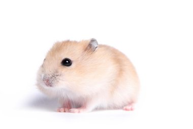Yalıtılmış bir arka plan üzerinde küçük bir hamster portresi