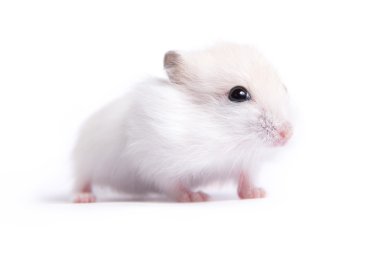 Yalıtılmış bir arka plan üzerinde küçük bir hamster portresi