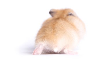 Yalıtılmış bir arka plan üzerinde küçük bir hamster portresi