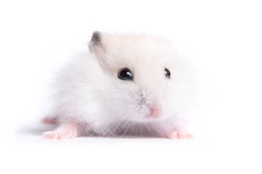 Yalıtılmış bir arka plan üzerinde küçük bir hamster portresi