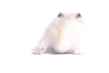Yalıtılmış bir arka plan üzerinde küçük bir hamster portresi