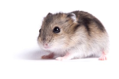 Yalıtılmış bir arka plan üzerinde küçük bir hamster portresi