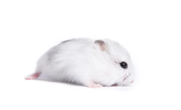 Porträt eines kleinen Hamsters auf isoliertem Hintergrund — Stockfoto