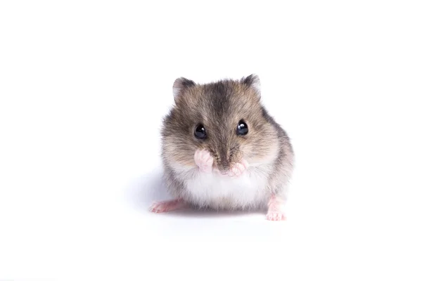 孤立的背景上的小仓鼠的肖像 — 图库照片