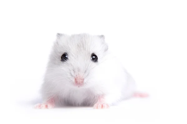 Retrato de um pequeno hamster em um fundo isolado — Fotografia de Stock