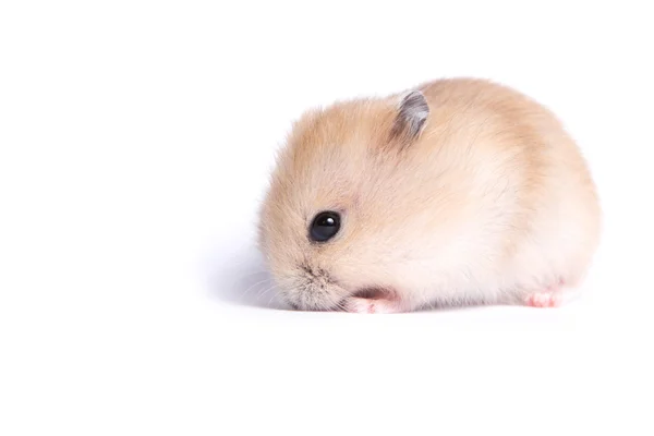 Porträt eines kleinen Hamsters auf isoliertem Hintergrund — Stockfoto
