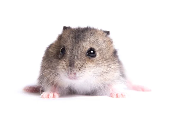 Portrait of a little hamster on an isolated background — Stock Photo, Image