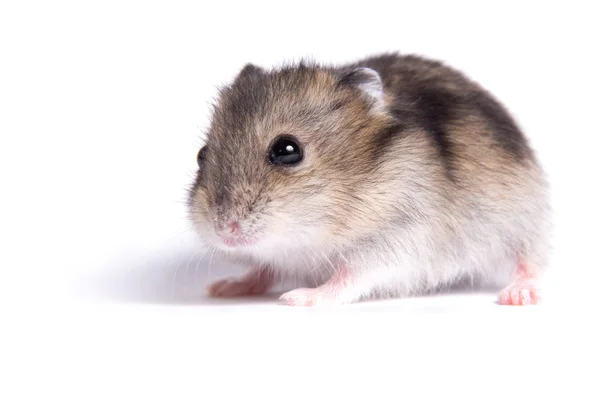 Portrait of a little hamster on an isolated background — Stock Photo, Image