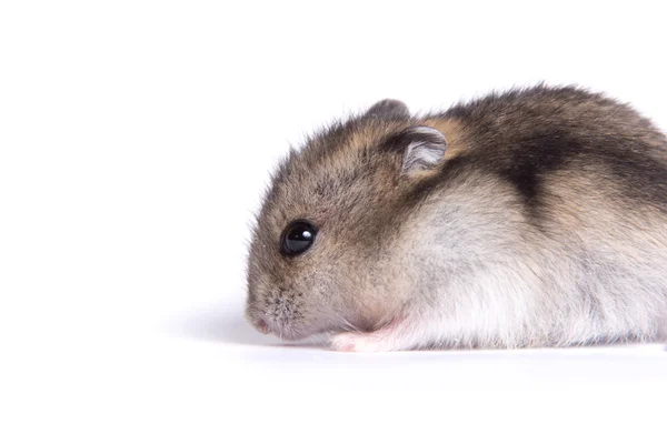 Portrait of a little hamster on an isolated background — Stock Photo, Image