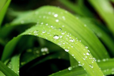 Yağmurdan sonra damlalarla yeşil yapraklar